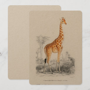 Antike Giraffe Naturhistorischer Druck Orbigny Einladung