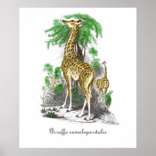 Antike Giraffen-Illustration Giraffa camelopardal Poster