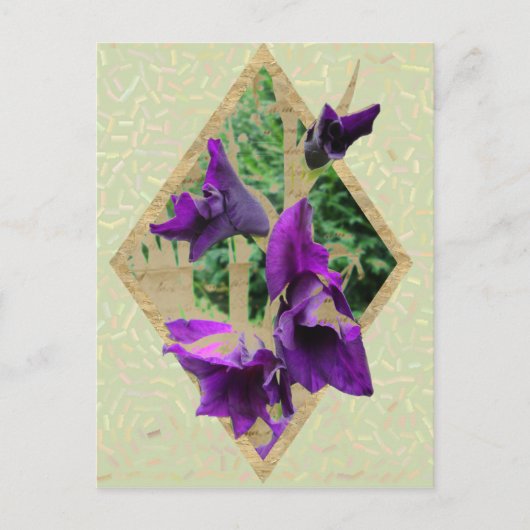 Antike Gladiole Postkarte (Vorderseite)