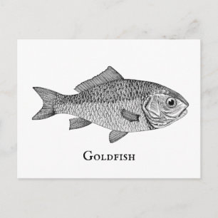 Antike Goldfisch-Illustration aus einem Buch des 1 Postkarte