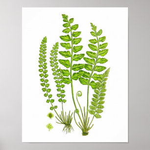 Antike grüne Natur-botanische Kunst des Poster