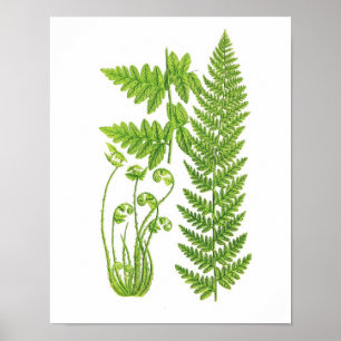 Antike grüne Natur-botanische Kunst des Poster