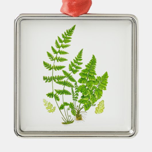 Antike grüne Natur-botanische Kunst des Silbernes Ornament (Vorne)