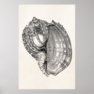 Antike Harfe Muschel Vintage Schalen Schablone Poster