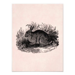 Antike Hasen Schablone Retro Hase 1800er Jahre Has Fotodruck
