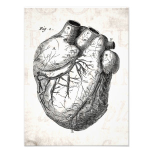 Antike Herz Retro Herz Anatomie Herzen 19. Jahrhun Fotodruck