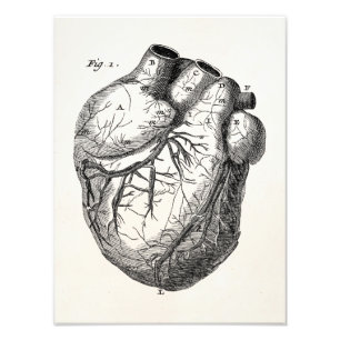 Antike Herz Retro Herz Anatomie Herzen 19. Jahrhun Fotodruck