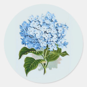 Antike Himmelblaue Hortensie Runder Aufkleber