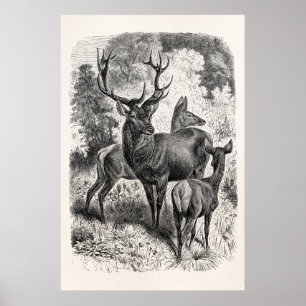 Antike Hirsch-Illustration aus dem 19. Jahrhundert Poster
