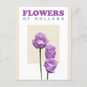 Antike holländische Niederlande Lila Tulpen Reise Postkarte