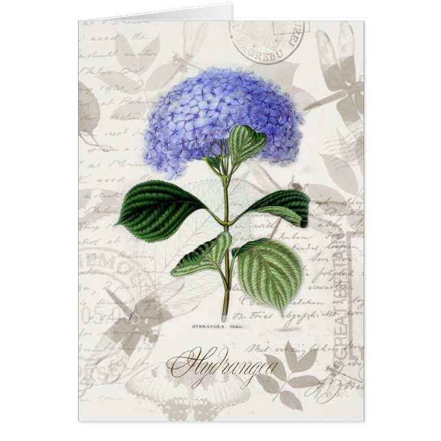 Antike Hortensie (Vorne)