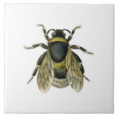 Antike Illustration der Biene Fliese (Vorderseite)