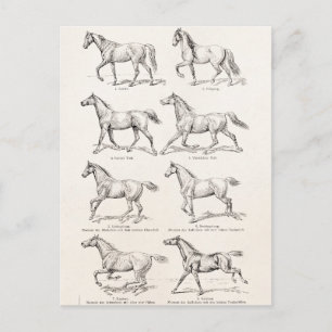 Antike Illustration der Gangarten von Pferden aus Postkarte