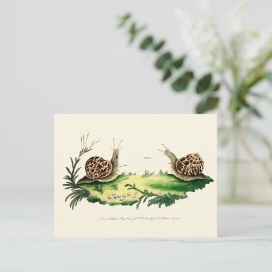 Antike Illustration der Gartensnails Postkarte (Stehend Vorderseite)