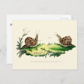 Antike Illustration der Gartensnails Postkarte (Vorne/Hinten)