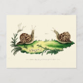 Antike Illustration der Gartensnails Postkarte (Vorderseite)