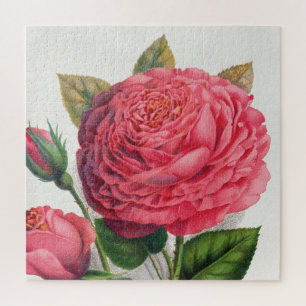 Antike Illustration der rosa Rose Puzzle