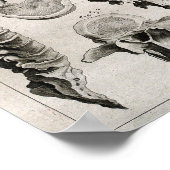 Antike Illustration der Wirbelsäule Poster (Ecke)