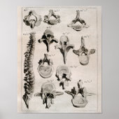 Antike Illustration der Wirbelsäule Poster (Vorne)