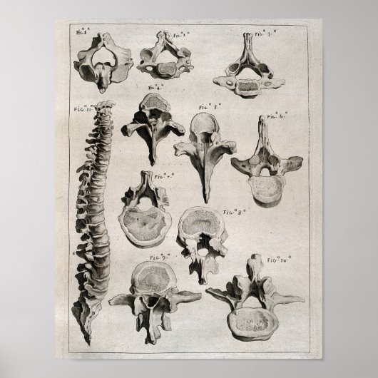 Antike Illustration der Wirbelsäule Poster (Vorne)