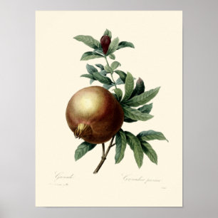 Antike Illustration eines Granatapfels aus der vik Poster