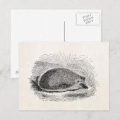 Antike Illustration Igel 1800er Jahre Igel Illustr Postkarte (Vorne/Hinten)