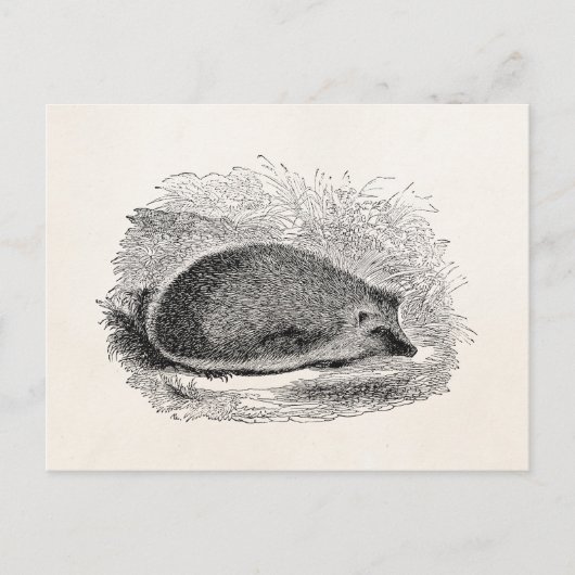 Antike Illustration Igel 1800er Jahre Igel Illustr Postkarte (Vorderseite)