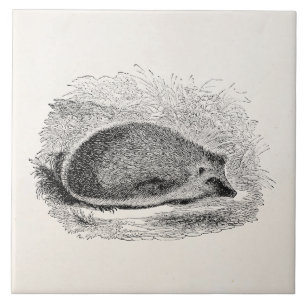Antike Illustration von Igeln aus dem 19. Jahrhund Fliese