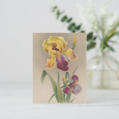 Antike Iris-Blume Postkarte (Stehend Vorderseite)