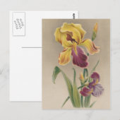 Antike Iris-Blume Postkarte (Vorne/Hinten)