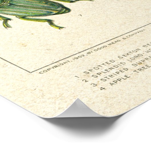 Antike Käfer-Übersicht auf altgefestigtem Papier Poster (Ecke)