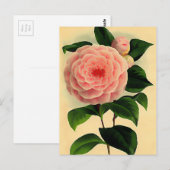 Antike Kamelie Postkarte (Vorne/Hinten)