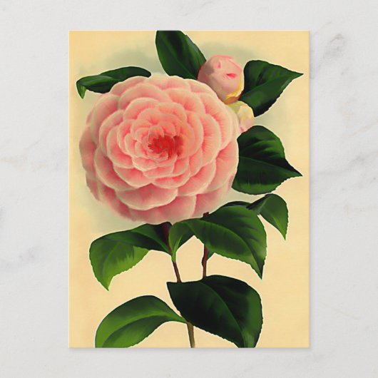 Antike Kamelie Postkarte (Vorderseite)
