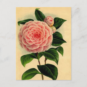 Antike Kamelien-Blumen-Postkarte - Hübsches Rosa Postkarte