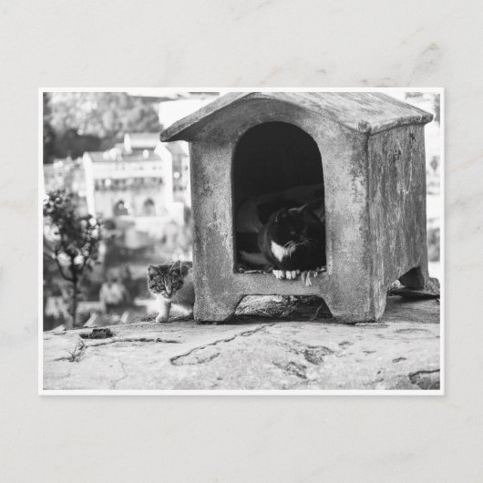 Antike Katzen s/w Postkarte (Vorderseite)