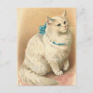 antike Katzenpostkarten Postkarte