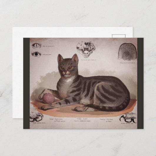 Antike Katzentabelle Feiertagspostkarte (Vorne/Hinten)