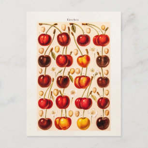 Antike Kirschsorten Vintage-Kirschen Obst Postkarte