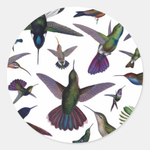 Antike Kolibris Runder Aufkleber