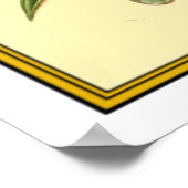 Antike Krabbe Poster (Ecke)
