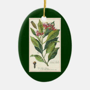 Antike Kräuter und Gewürze für Lebensmittel, Nelke Keramik Ornament
