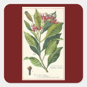 Antike Kräuter und Gewürze für Lebensmittel, Nelke Quadratischer Aufkleber