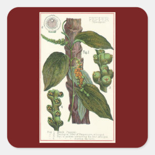 Antike Kräuter und Gewürze für Lebensmittel, Schwa Quadratischer Aufkleber