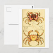 Antike Krebs-Illustration Postkarte (Vorne/Hinten)