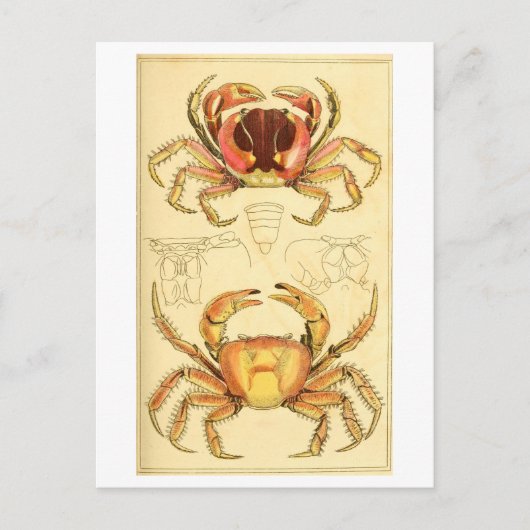 Antike Krebs-Illustration Postkarte (Vorderseite)