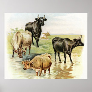 Antike landwirtschaftliche Nutztiere Kühe Poster
