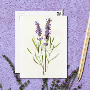 Antike Lavendel Postkarte