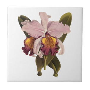 Antike lila Cattleya-Orchidee, tropische Blumen Fliese
