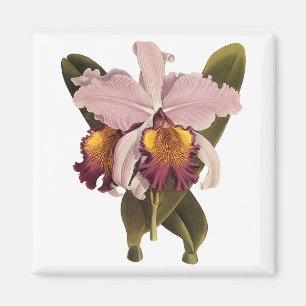 Antike lila Cattleya-Orchidee, tropische Blumen Magnet
