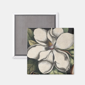 Antike Magnolie Magnet